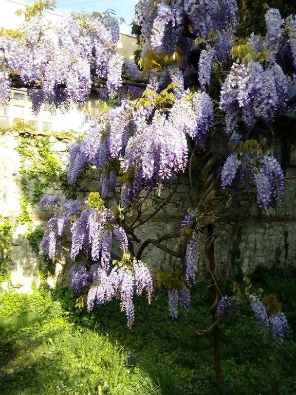 Osmanthus *